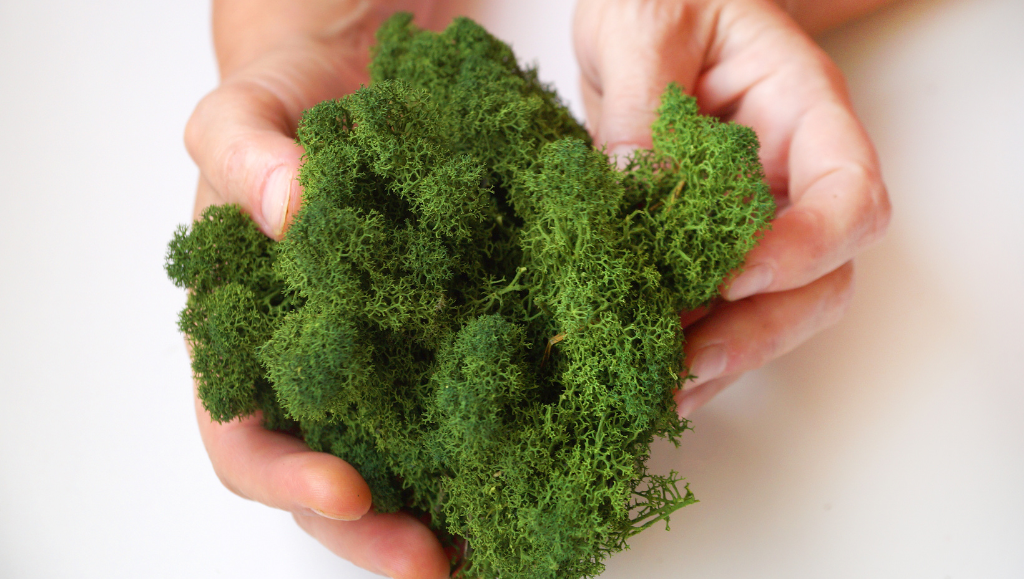 Design ecosostenibile con il muschio stabilizzato: la nuova frontiera dell’arredo naturale