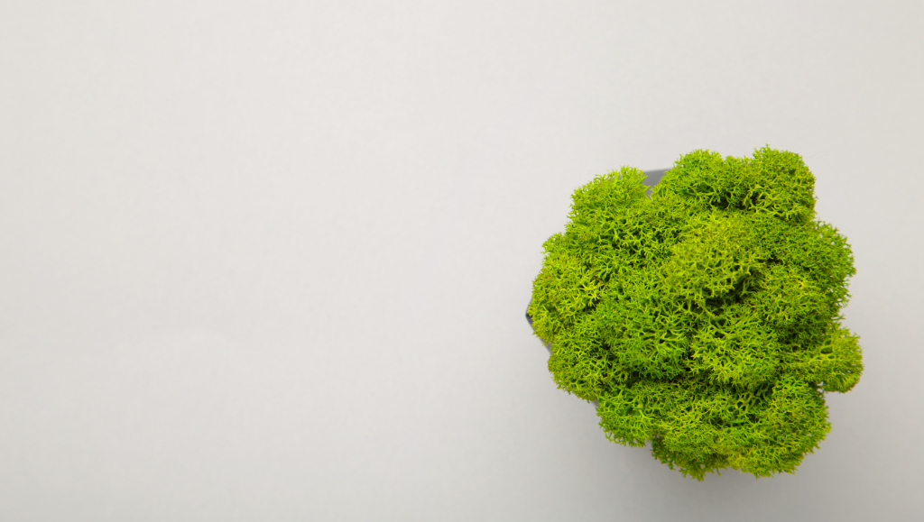 Tutto sul Muschio Stabilizzato: Idee, Vantaggi e Dove Acquistarlo