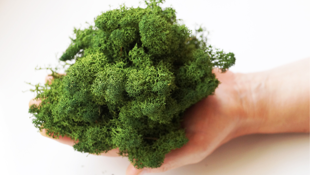 Design biofilico: cos'è e come trasforma gli spazi