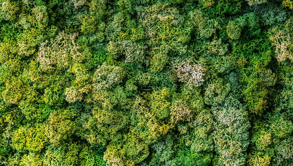 Lichene stabilizzato: il connubio perfetto tra design ecogreen e benessere