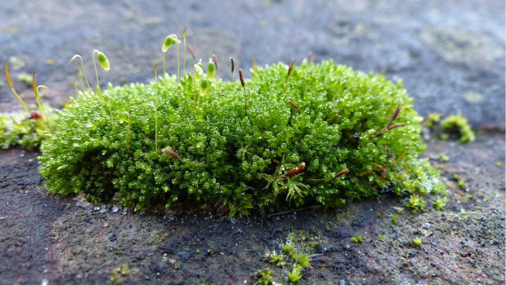 Muschi vs Licheni Stabilizzati: Scopri le Differenze, Vantaggi e Applicazioni