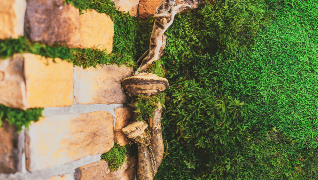 Vivere Sostenibile in Armonia con la Biofilia: La Nuova Frontiera del Benessere Naturale