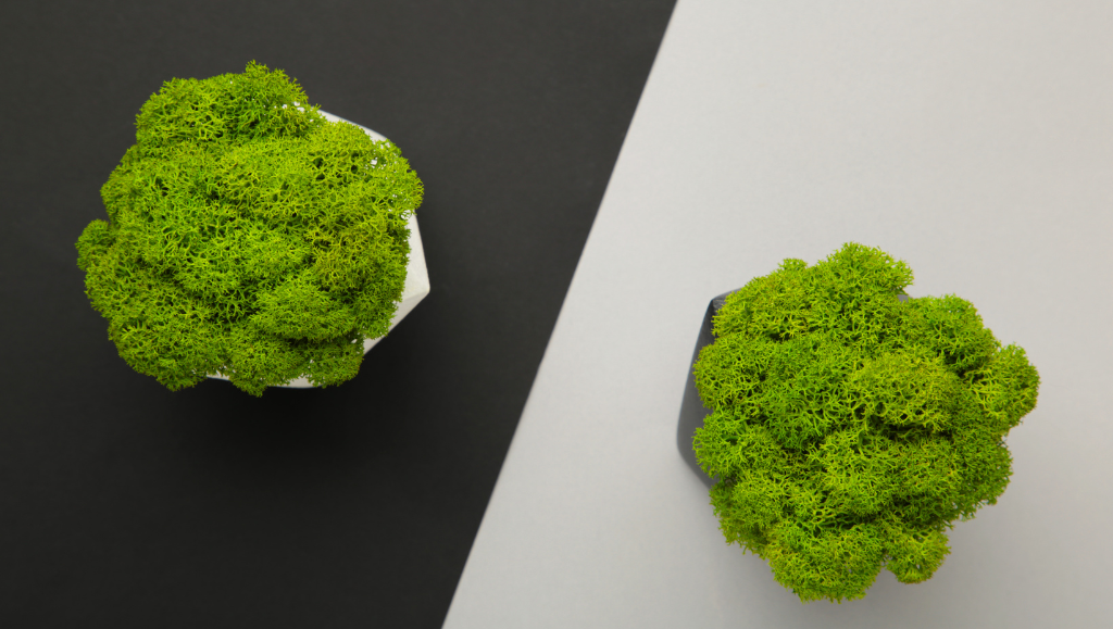 Come integrare elementi biofilici: consigli per ambienti naturali e senza manutenzione