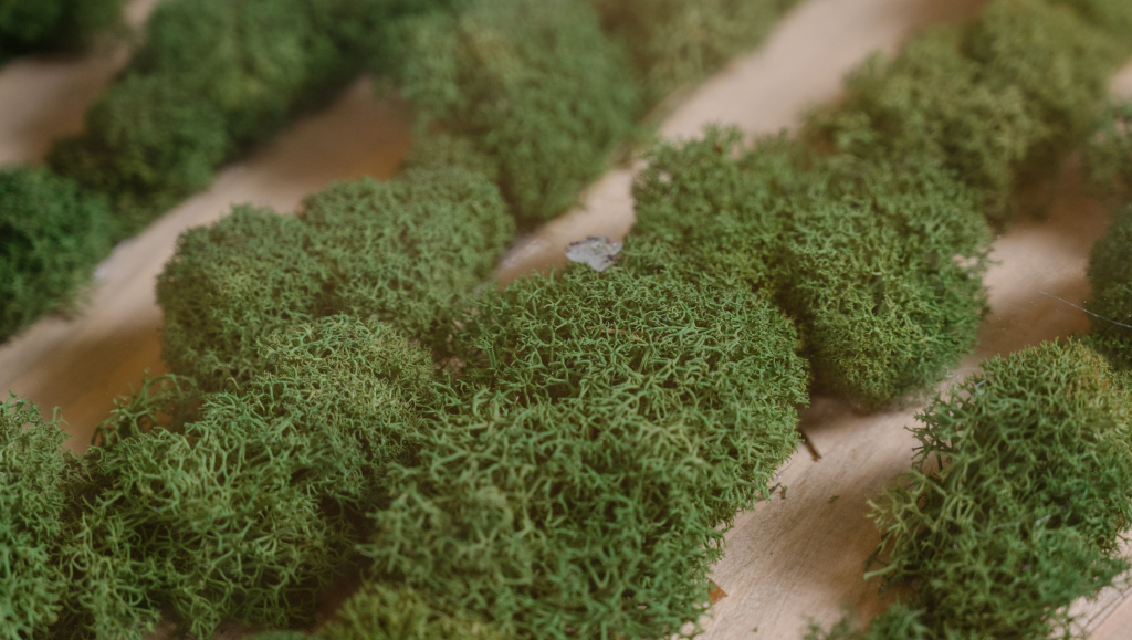 Come prendersi cura del lichene stabilizzato (spoiler: non serve!)