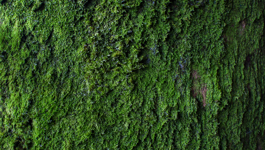 Quando il verde diventa arte: la parete di muschio celebre che ha conquistato tutti