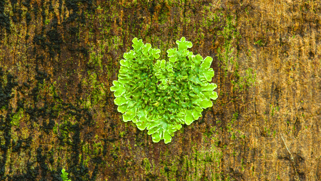Respirare natura: il fascino del muschio stabilizzato