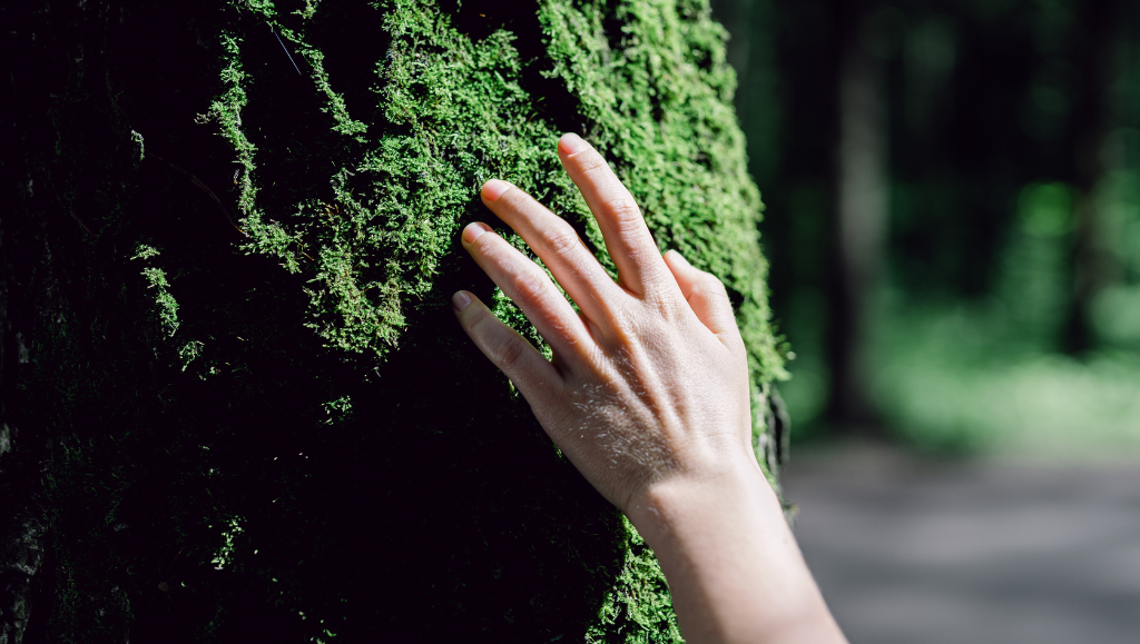 Da cosa è composto il muschio stabilizzato e perché è una rivoluzione nel design green