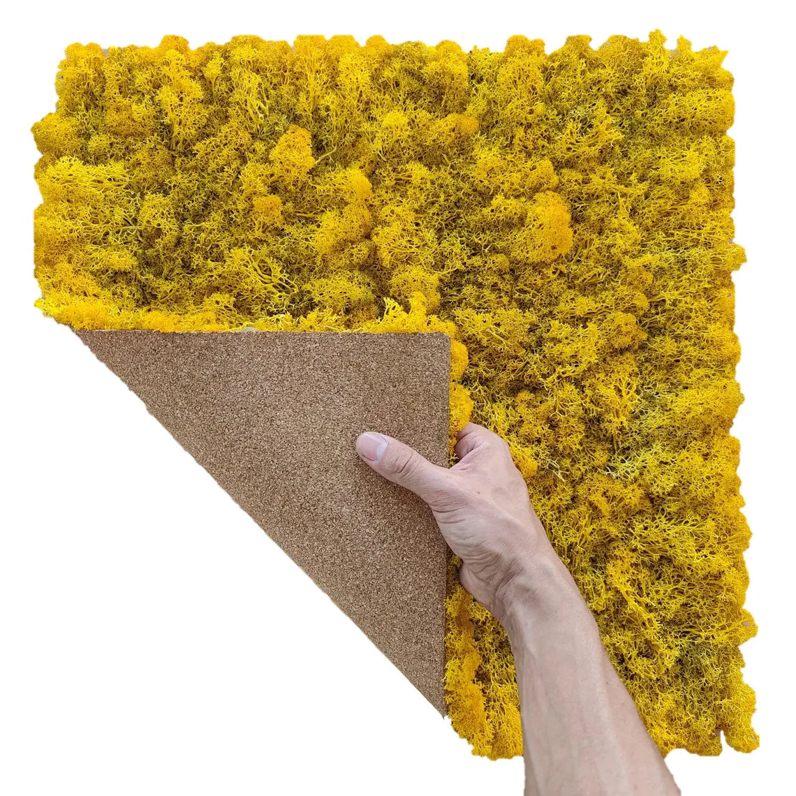 lichene-stabilizzato-50-giallo