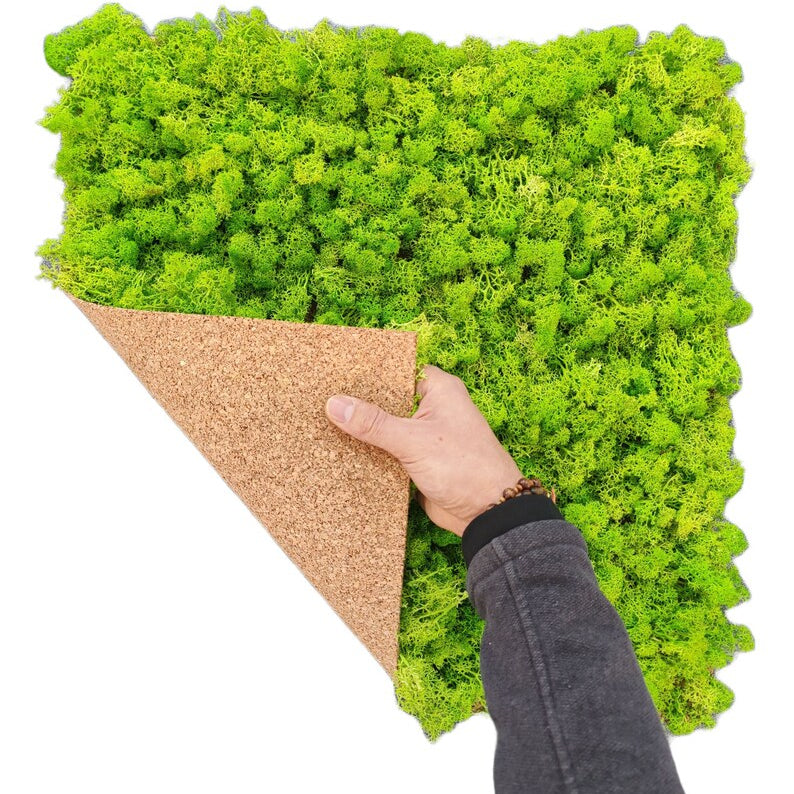 lichene-stabilizzato-50-verde-chiaro