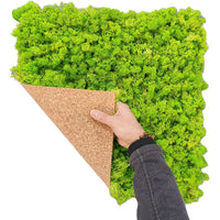 lichene-stabilizzato-50-verde-chiaro